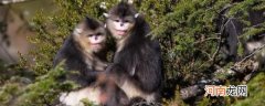 滇金丝猴属于国家几级保护动物 滇金丝猴保护董书属于几级