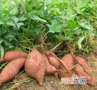 地瓜与红薯是一样的吗，如何区分与食用？