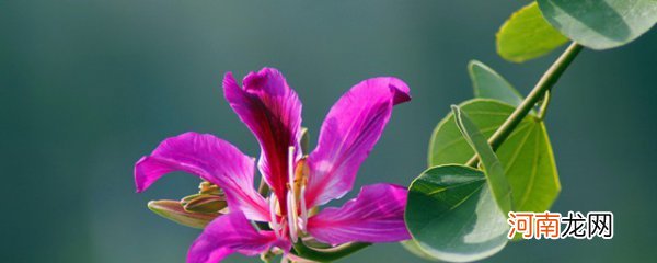 紫荆花和紫荆的区别 紫荆花和紫荆有什么区别