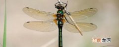 为什么蜻蜓的翅膀上有块加厚的翼眼 蜻蜓的翅膀上有块加厚的翼眼的原因