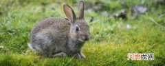 野兔属于保护动物吗 野兔属不属于保护动物