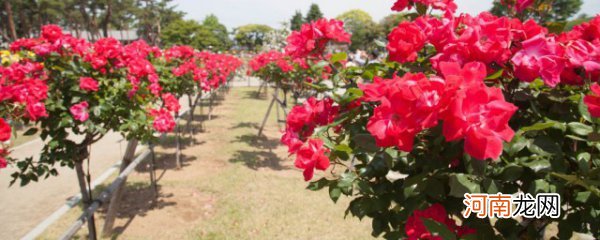 盆栽月季花的养殖方法和注意事项 盆栽月季花如何养殖