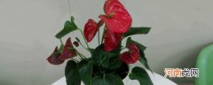 红烛花的养殖方法 红烛花如何养殖