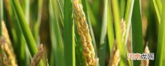 杂交水稻和普通水稻的区别是什么 杂交水稻和普通水稻有什么不一样