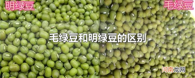 毛绿豆和明绿豆的区别优质