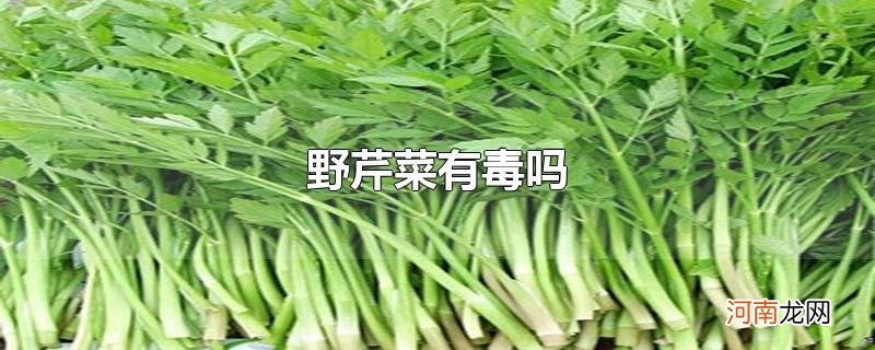 野芹菜有毒吗优质