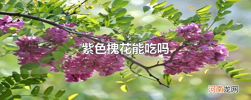 紫色槐花能吃吗优质