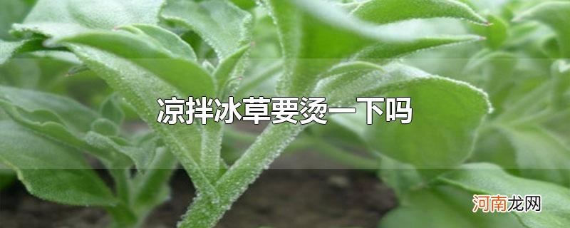 凉拌冰草要烫一下吗优质