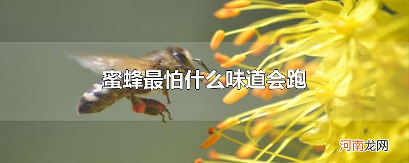 蜜蜂最怕什么味道会跑优质