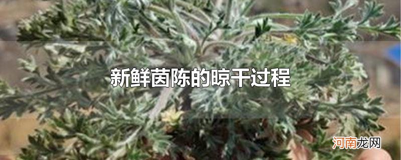 新鲜茵陈的晾干过程优质