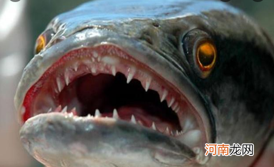 凶猛异常的黑鱼，为何会被称为“孝鱼”？有科学依据吗？