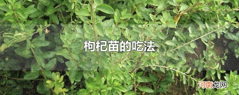 枸杞苗的吃法优质