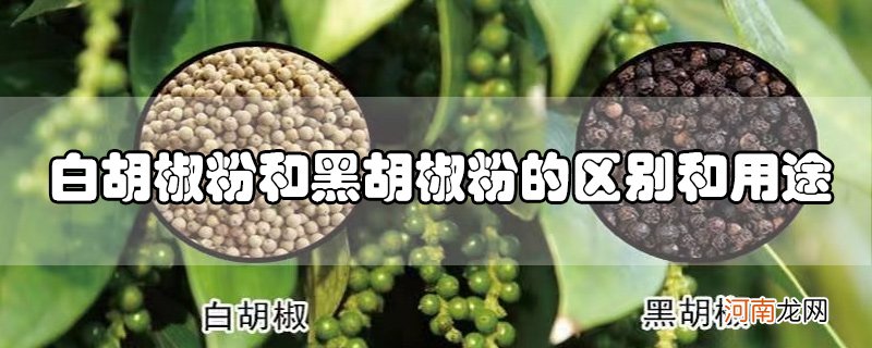 白胡椒粉和黑胡椒粉的区别和用途优质