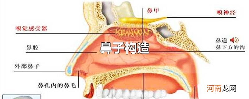 鼻子构造优质