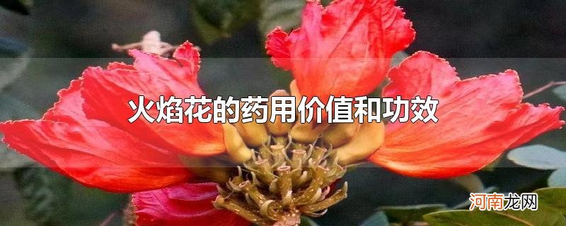 火焰花的药用价值和功效优质