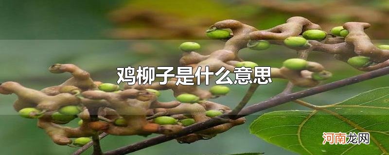 鸡柳子是什么意思优质