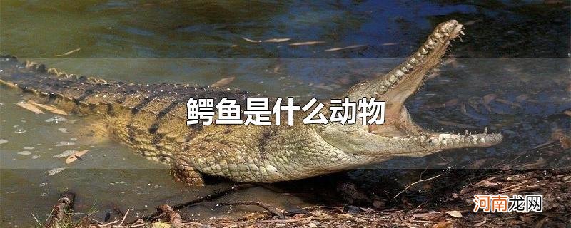 鳄鱼是什么动物优质