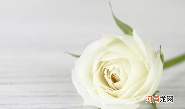 不同数量的白玫瑰代表什么含义 白玫瑰的花语是什么