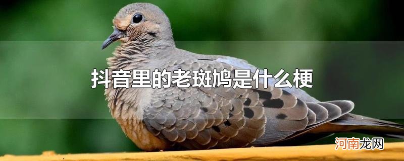 抖音里的老斑鸠是什么梗优质