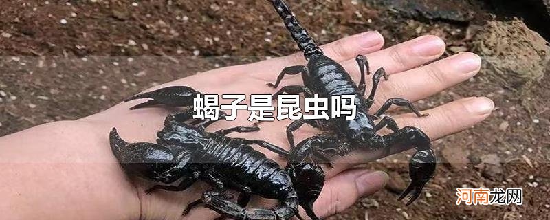 蝎子是昆虫吗优质