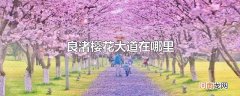 良渚樱花大道在哪里优质