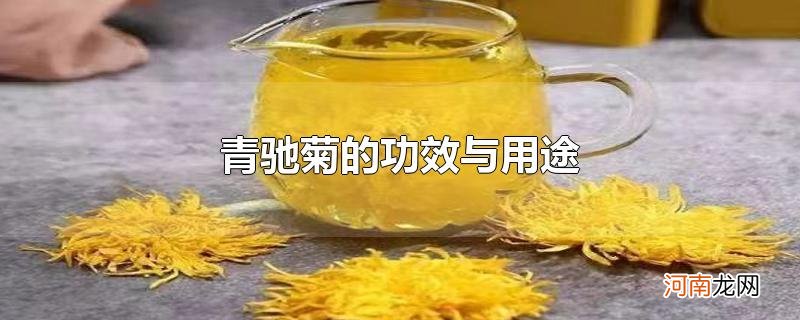 青驰菊的功效与用途优质