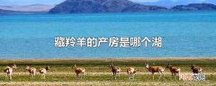 藏羚羊的产房是哪个湖优质