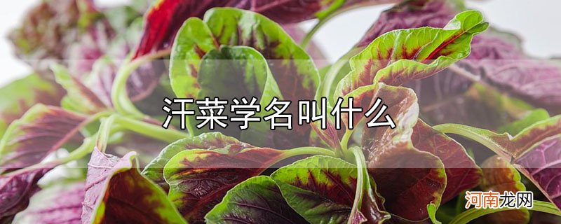 汗菜学名叫什么优质