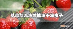 草莓怎么洗才能洗干净虫子优质