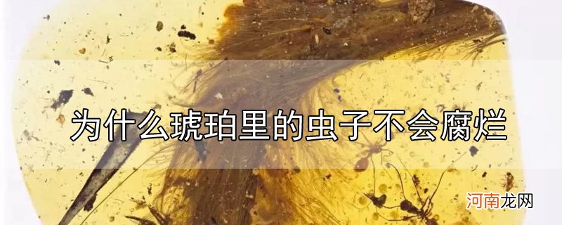 为什么琥珀里的虫子不会腐烂优质