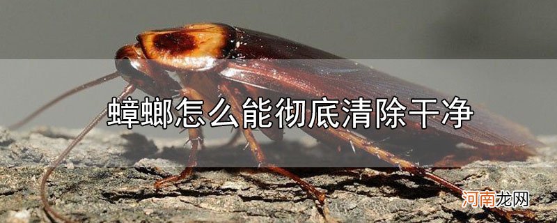 蟑螂怎么能彻底清除干净优质