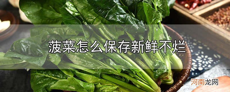 菠菜怎么保存新鲜不烂优质