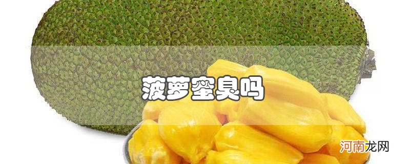 菠萝蜜臭吗优质