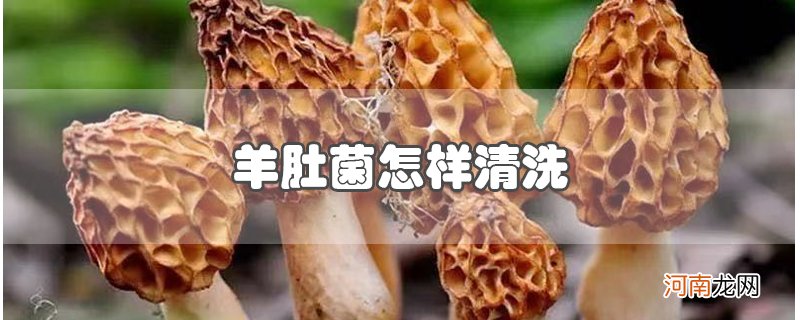 羊肚菌怎样清洗优质