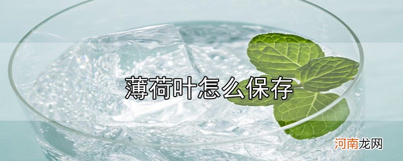 薄荷叶怎么保存优质