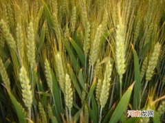 麦子是什么种类 麦子是面粉还是大米