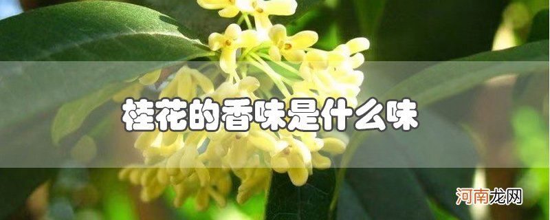 桂花的香味是什么味优质