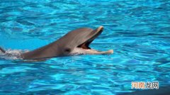海豚是什么动物 海豚属于什么类动物