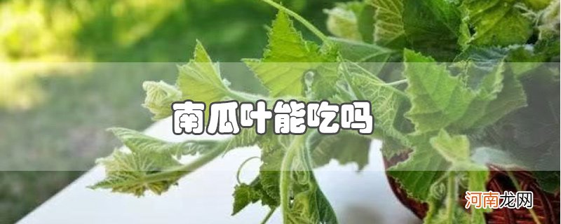 南瓜叶能吃吗优质