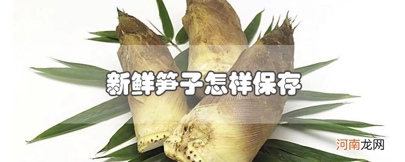 新鲜笋子怎样保存优质