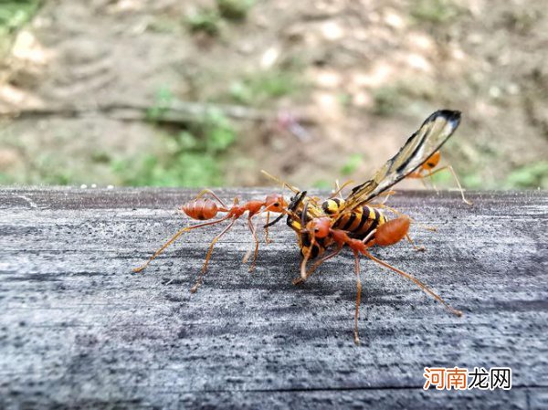 黄猄是国家保护动物吗 黄鸟是国家几级保护动物