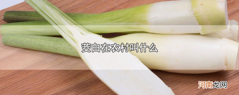 茭白在农村叫什么优质