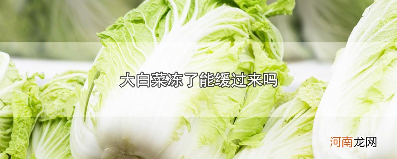 大白菜冻了能缓过来吗优质