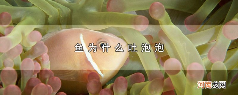 鱼为什么吐泡泡优质