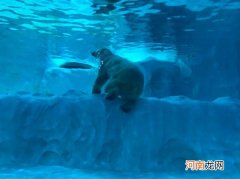 北极熊会游泳吗 北极熊是否会游泳