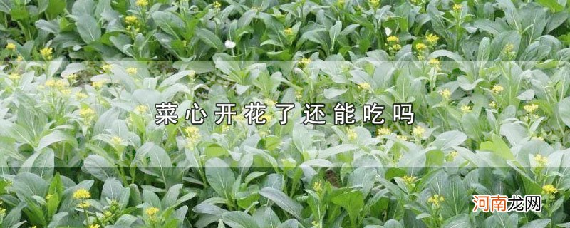 菜心开花了还能吃吗优质