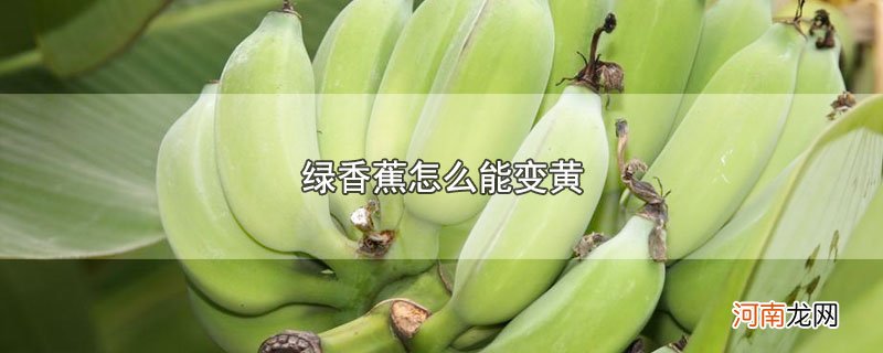 绿香蕉怎么能变黄优质