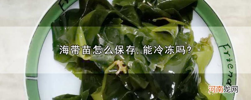 海带苗怎么保存,能冷冻吗?优质