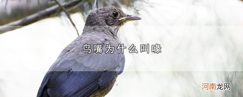 鸟嘴为什么叫喙优质