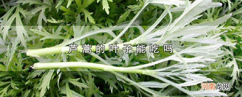 芦蒿的叶子能吃吗优质